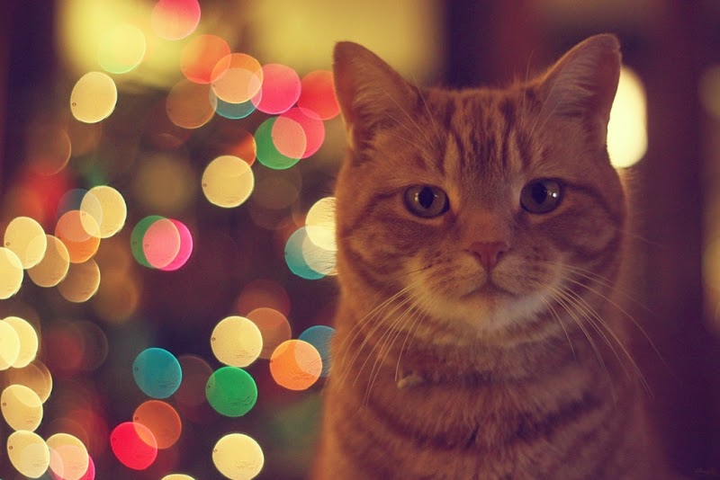 International product female